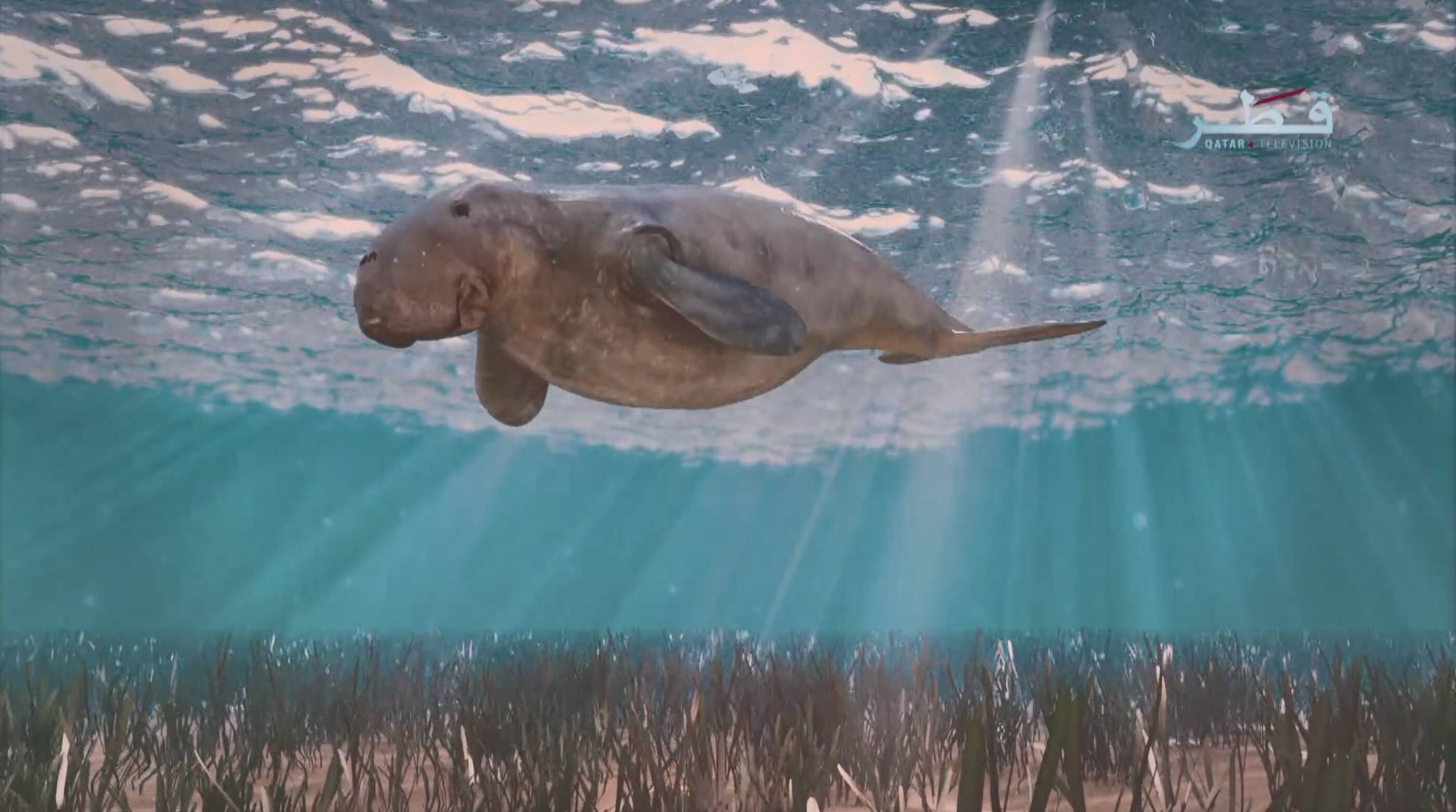 فيلم وثائقي عن بقر البحر