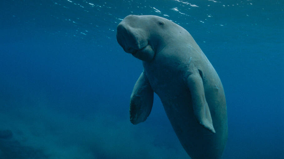 Tri-party agreement to study Qatars dugong population